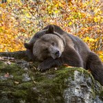 Stary niedźwiedź mocno śpi? Jego sen zimowy jest inny niż nam się wydaje