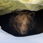 Stary niedźwiedź mocno śpi. Nagranie z nadleśnictwa hitem internetu