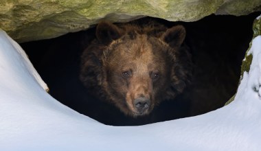 Stary niedźwiedź mocno śpi. Nagranie z nadleśnictwa hitem internetu