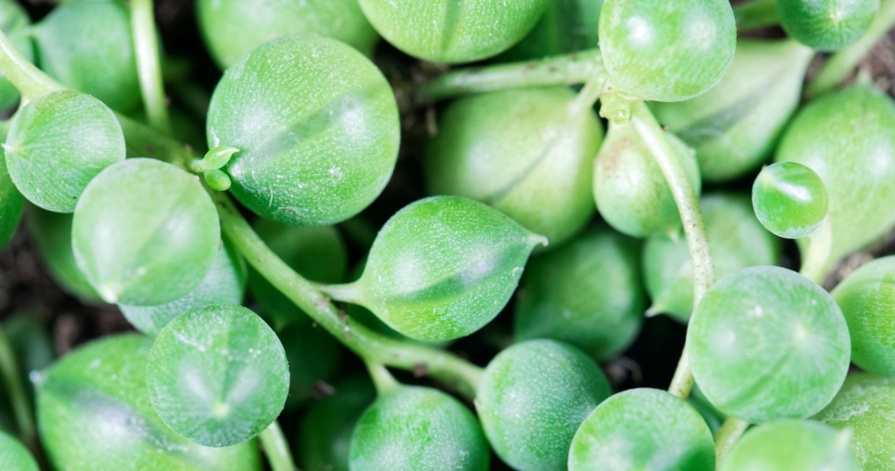 Starzec Rowleya to jeden z najciekawszych i równocześnie najmniej wymagających okazów /123RF/PICSEL