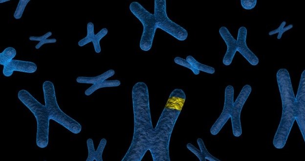 Starzenie komórkowe to wynik skracania telomerów - ale nie tylko /123RF/PICSEL