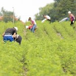 Staż pracy może zwiększyć urlop. Nawet o 16 dni