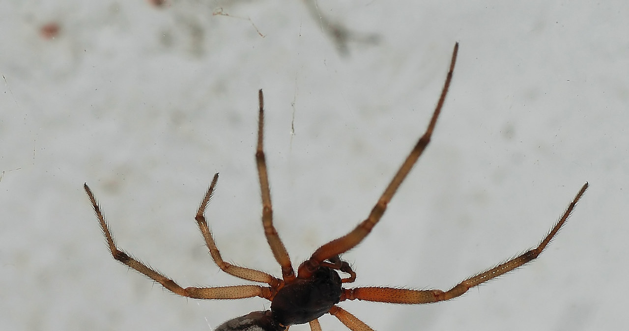 Steatoda nobilis /materiały prasowe