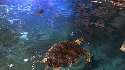 Stefan z wrocławskiego zoo okazał się… "zaborczą, ciekawską, silną babą"