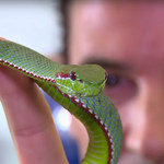Steve Ludwin: Tańczący z wężami