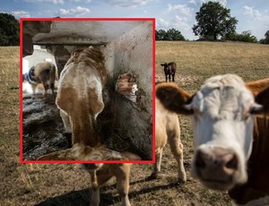 Sto "wolnych krów" żyje w fatalnych warunkach bez wody. Gmina bezradna