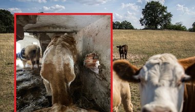 Sto "wolnych krów" żyje w fatalnych warunkach bez wody. Gmina bezradna