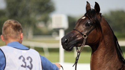 Stojanowska: Decyzja o wejściu w skład nowej rady ds. koni - jedną z najtrudniejszych w moim życiu