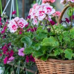 Stokrotka afrykańska czy pelargonia. Która jest lepsza na balkon?