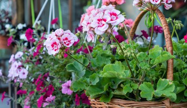 Stokrotka afrykańska czy pelargonia. Która jest lepsza na balkon?