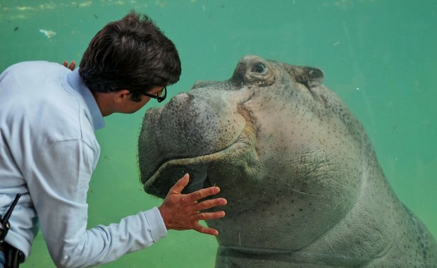 Stołeczne zoo zaprasza na urodziny najstarszego hipopotama nad Wisłą