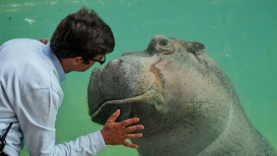 Stołeczne zoo zaprasza na urodziny najstarszego hipopotama nad Wisłą