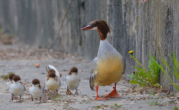 Stołeczni ogrodnicy pomogli kaczej rodzinie