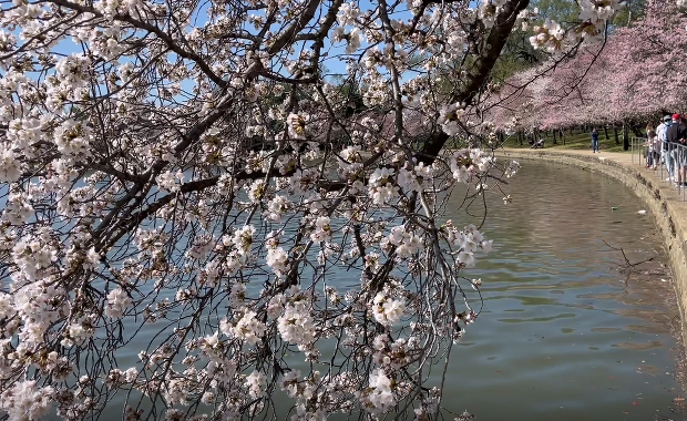 ​Stolica USA w bieli i różu