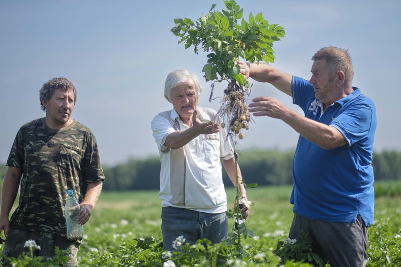 Stonka to niełatwy i groźny dla upraw przeciwnik /materiały prasowe