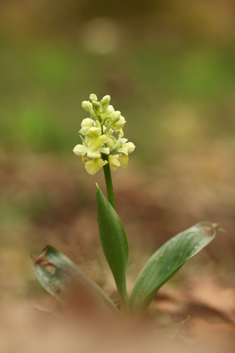 Storczyk blady (Orchis pallens) to jeden z gatunków występujących w okolicy góry Tuł /123RF/PICSEL