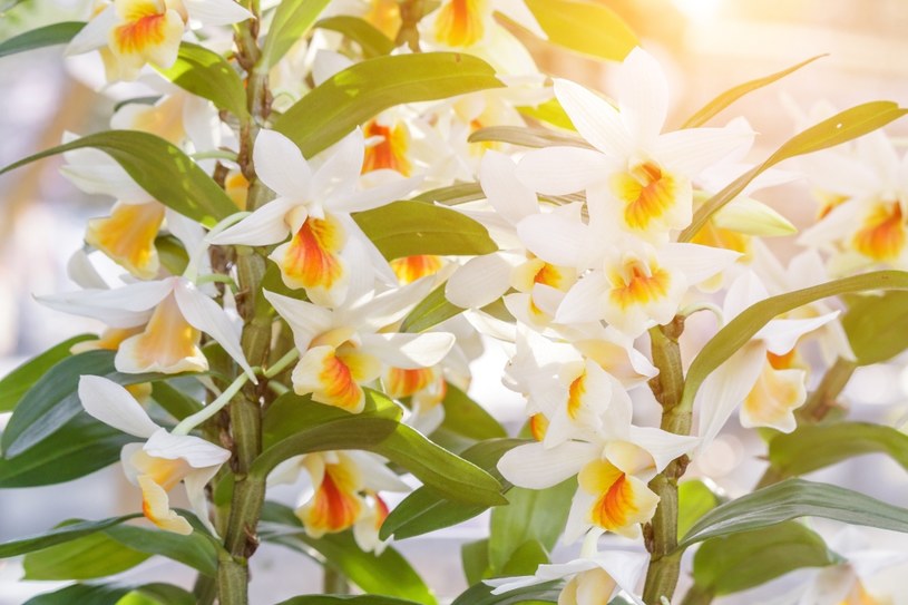 Storczyk dendrobium może ślicznie ozdobić twój dom swoimi drobnymi kwiatami /123RF/PICSEL