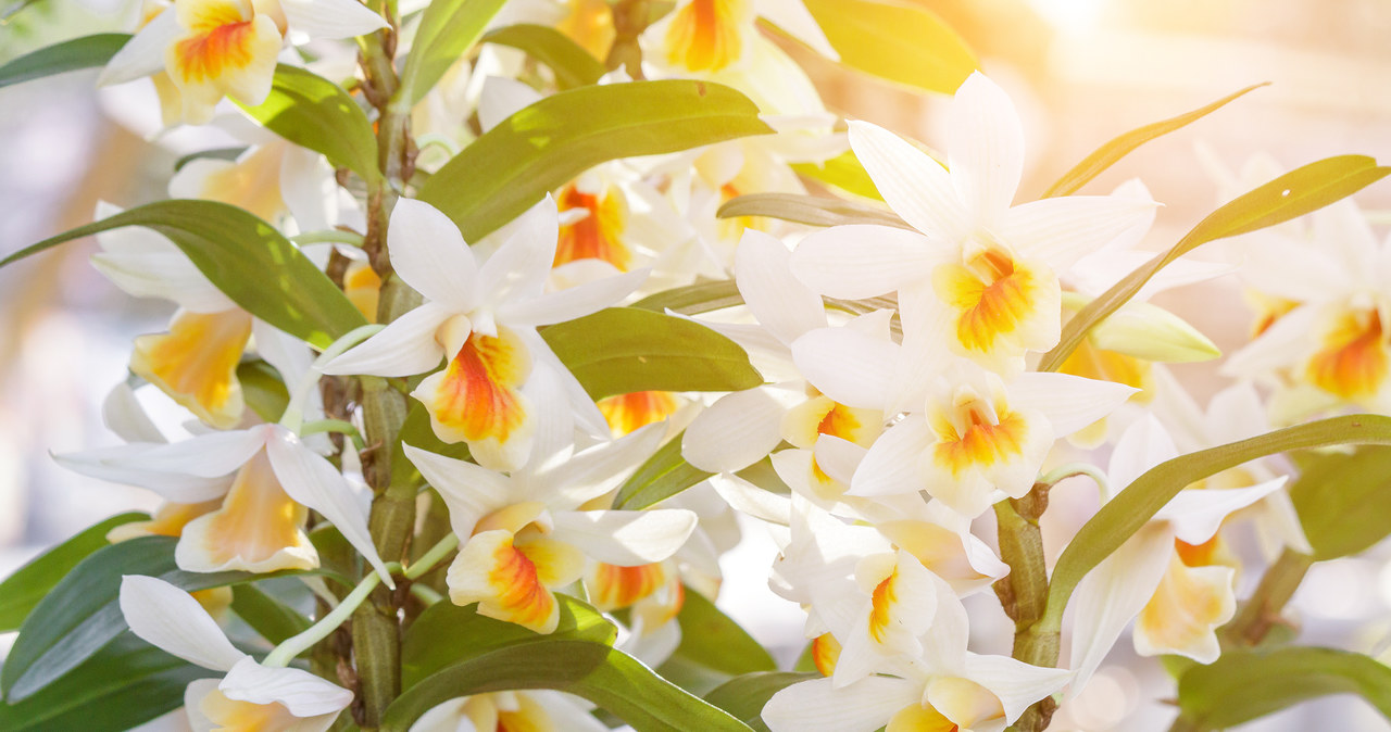Storczyk dendrobium może ślicznie ozdobić twój dom swoimi drobnymi kwiatami /123RF/PICSEL