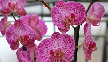 Storczyk nie chce kwitnąć? Natrzyj tym liście, a w mig wypuści pąki