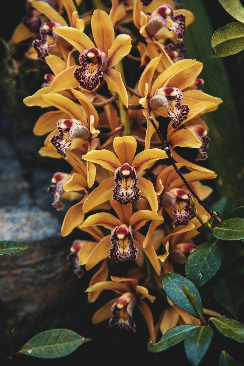 Storczyk o bogatych kwiatostanach to Cymbidium /Pexels.com