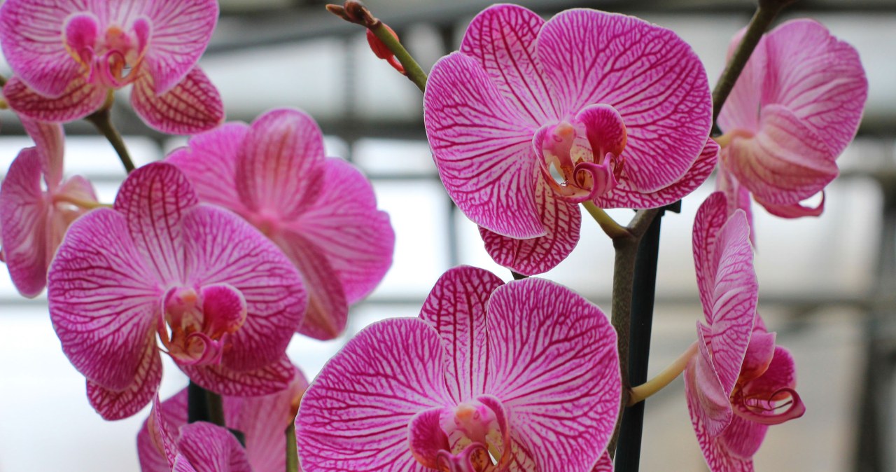 Storczyk w mig zakwitnie po herbacianej odżywce. Jak ją stosować? /123RF/PICSEL