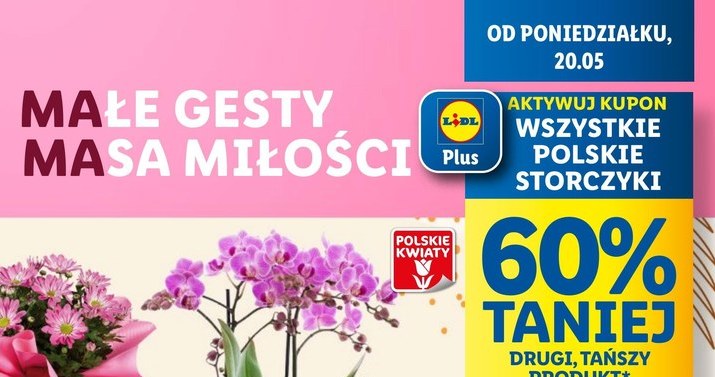 Storczyki 60% taniej w Lidlu! /Lidl /INTERIA.PL