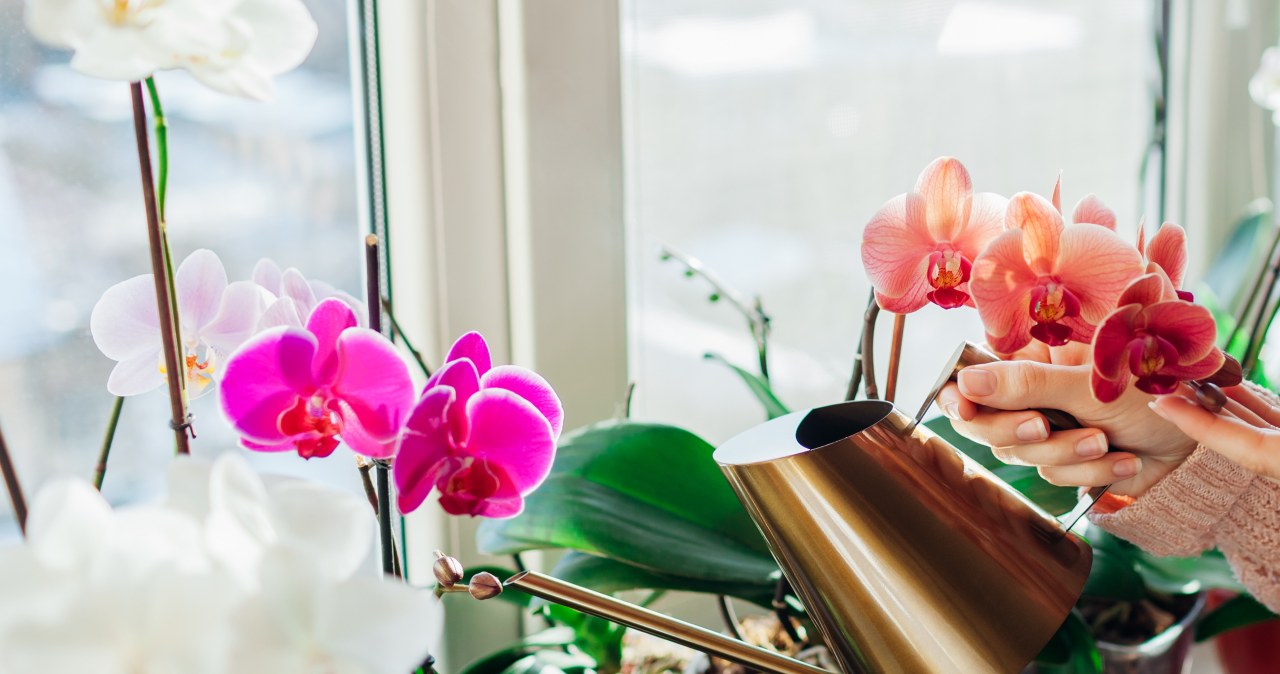 Storczyki możemy wzmocnić domowym syropem lub nawozem z czosnku /123RF/PICSEL