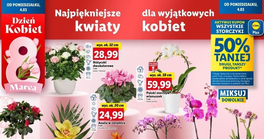 Storczyki o 50% taniej w Lidlu! /Lidl /INTERIA.PL