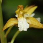 orchidea Storczyki są pasożytami, ale jeden z nich poszedł o krok dalej