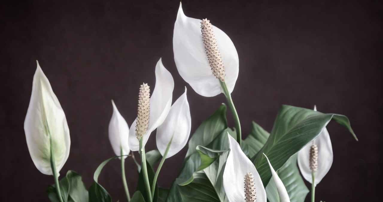 Stosowanie naparu z liści laurowych sprawi, że skrzydłokwiat obsypie się kwiatami. /123RF/PICSEL