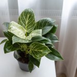 nawożenie Stosuję metodę mojej babci. Dzięki niej filodendron wreszcie zaczął rosnąć