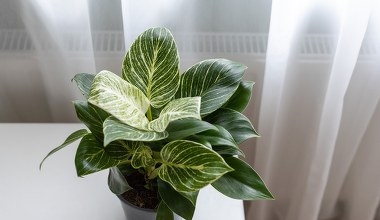 Stosuję metodę mojej babci. Dzięki niej filodendron wreszcie zaczął rosnąć