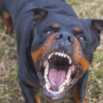 Strach przed agresywnymi psami koło Krakowa. Doszło do kolejnego ataku