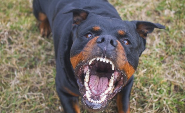 Strach przed agresywnymi psami koło Krakowa. Doszło do kolejnego ataku