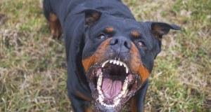 Strach przed agresywnymi psami koło Krakowa. Doszło do kolejnego ataku