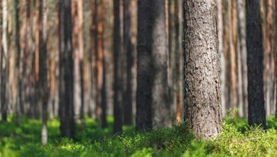 Stracił nogę podczas prac leśnych. Rozpoczął się proces właścicielki firmy