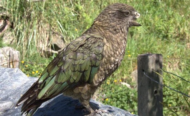 Stracił połowę dzioba, ale i tak został samcem alfa. Niezwykła historia Bruce'a