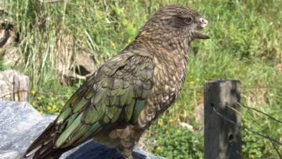 Stracił połowę dzioba, ale i tak został samcem alfa. Niezwykła historia Bruce'a