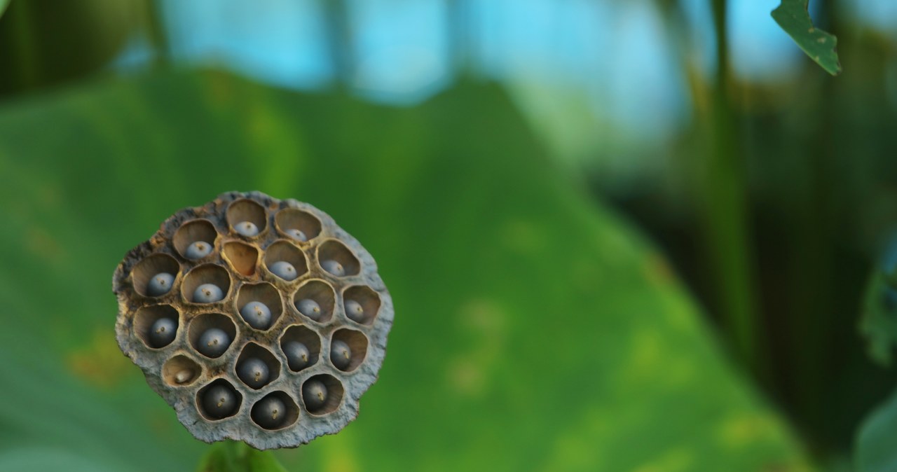 Strąk z nasionami lotosu. Czy jego widok wywułuje u ciebie dyskomfort? /123RF/PICSEL