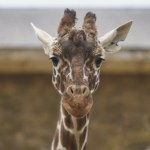 Śląsk Strata w chorzowskim zoo. "Nie umiemy wyrazić smutku, jaki nam towarzyszy"