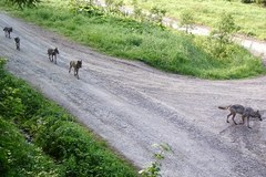 Straż graniczna "oko w oko" z naturą