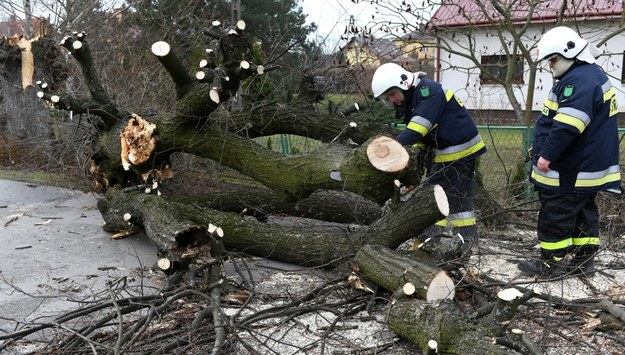 Strażacy jeździli m.in. do powalonych drzew /Darek Delmanowicz /PAP
