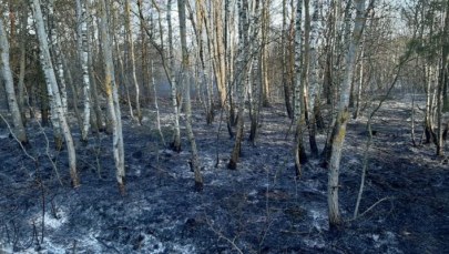 Strażacy pilnują pożarzysko w Biebrzańskim Parku Narodowym. Akcja gaśnicza zakończona