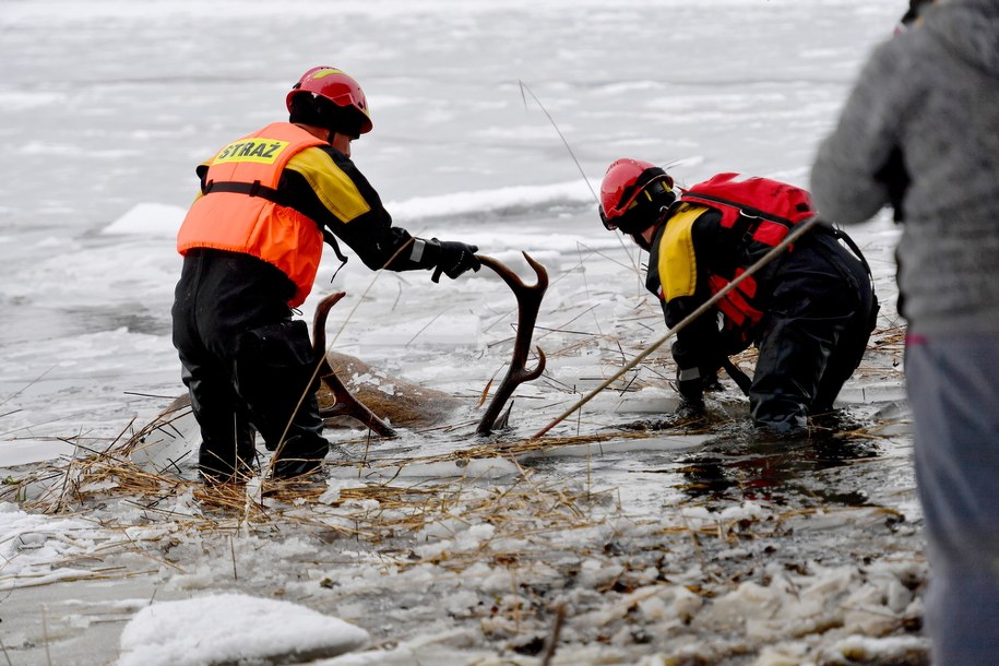 Strażacy podczas akcji wydobywania martwych jeleni z jeziora we wsi Ścienne / 	Marcin Bielecki    /PAP