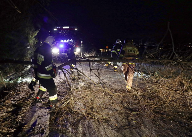 Strażacy podczas usuwania zwalonych przez wiatr drzew, 28 bm. w podhalańskiej wsi Dzianisz / 	Grzegorz Momot    /PAP