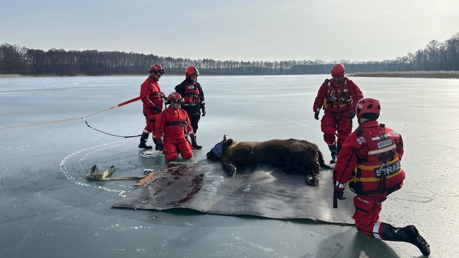 Strażacy pomagają samicy żubra /KP PSP w Wałczu /