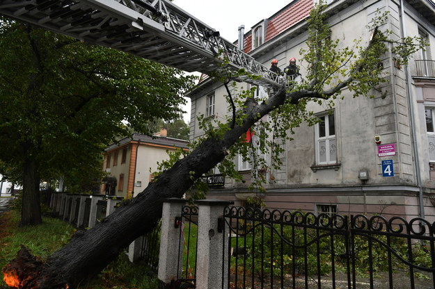 Strażacy pracujący nad usunięciem drzewa, które podczas wichury powaliło się na stojący obok budynek przy al. Hallera w Gdańsku / 	Adam Warżawa    /PAP