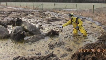 Strażacy uratowali krowy tonące w… oborniku. Internauci zachwyceni: Gów…na robota, panowie!