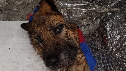 Strażacy uratowali psa, pod którym załamał się lód