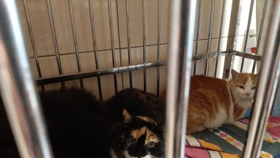 Strażacy uratowali trzy koty. Założyli im maski z tlenem 